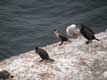 Cormorans et goélands sur rocher