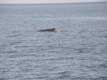 Dos de baleine à basse / Canada, Gaspesie, Percé