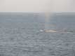 Baleine bleue évent largement ouvert après avoir poussé son souffle / Canada, Gaspesie, Percé