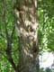 écureuils grimpant sur le tronc d'un arbre