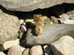 écureuil roux dans les rochers / Canada, Nouveau Brunswick, Fundy Hopewell Rocks