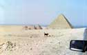 Chien noir devant pyramide