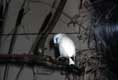 Oiseaux blanc au liseret bleu sur les yeux / Belgique, Anvers, Zoo