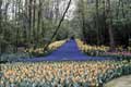 Allée de tulipes bleues bordées de jaune / Hollande, Keukenhof