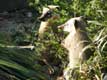 Coati roux, queue annelée nez pointu en trompe / France, Paris, Vincennes, Zoo de Vincennes