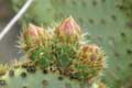 Fleurs de cactus / France, Languedoc Roussillon, Prieure de Serrabone