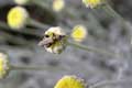 Insecte aux longues antennes sur fleur jaune / France, Languedoc Roussillon, Prieure de Serrabone