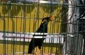 Oiseau miauleur en cage / France, Hautes Pyrenees, Lourdes