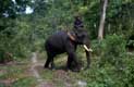 Cornac sur son éléphant dans la forêt / Thailande