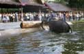 Cornac sur son éléphant poussant un énorme tronc d'arbre hors de l'eau / Thailande