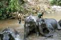 Toilette des éléphants enchainés par leurs cornacs / Thailande