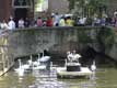 Cygnes sur le canal / Belgique, Bruges