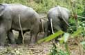 Queues d'une famille d'éléphants / Thailande