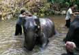 Lavage des éléphants / Thailande