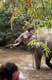 Tête d'éléphant dans la rivieres / Thailande