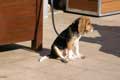 Joli petit chien Beagle assis