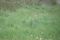 Oreilles de lapin dépassant des herbes
