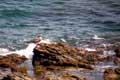 Mouette sur les rochers dans la mer