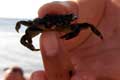 Petit crabe tenu entre les doigts / France, Languedoc Roussillon, Port Vendres