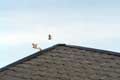 Moineaux en vol sur le toit