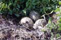 Oeufs dans nid de goélands