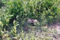 Oisillons duveteux se cachant dans les herbes hautes / France, Languedoc Roussillon, Leucate, Ile aux oiseaux
