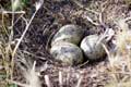 Oeufs tachetés dans nid de goéland