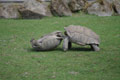 Bagarre de tortues à éperon géantes