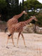 Deux girafes