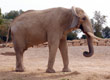 Eléphant d'Afrique trompe enroulée