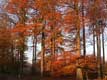 Arbres en automne / Belgique, Bois de la Cambre