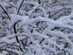Branches recouvertes de neige / Belgique, Waterloo