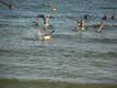 Pélicans s'ébattent dans l'eau / USA, Floride, Bonita beach
