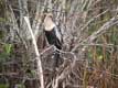 Oiseau dans les marais / USA, Floride, Everglades