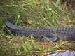 Queue d'alligator / USA, Floride, Everglades