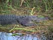 Tête d'alligator / USA, Floride, Everglades