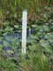 Hauteur de l'eau dans les marais / USA, Floride, Everglades