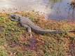 Alligator Américain / USA, Floride, Everglades