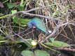 Oiseau multicolores / USA, Floride, Everglades