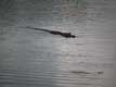 Crocodile au fil de l'eau / USA, Floride, Everglades