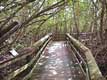 Chemin de planches dans la mangrove envahissante / USA, Floride, Everglades
