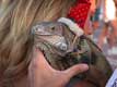 Iguane sur Mallory square le jour de Noël / USA, Floride, Key West