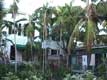 Palmiers filiformes / USA, Floride, Key West