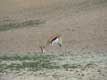 Antilope Springbok / France, Languedoc Roussillon, Réserve Africaine de Sigean
