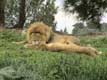 Lion et lionne couchés