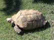 Grosse tortue striée / France, Languedoc Roussillon, Réserve Africaine de Sigean