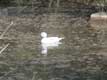 Petit canard blanc au bec orange se reflète dans l'eau