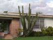 Cactus devant maison