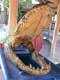 énorme machoire de crocodile / USA, Floride, Miccosukee