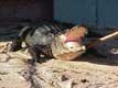 Crocodile gueule ouverte / USA, Floride, Miccosukee